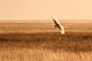 선택한 동물로 보는 나의 에너지 상태