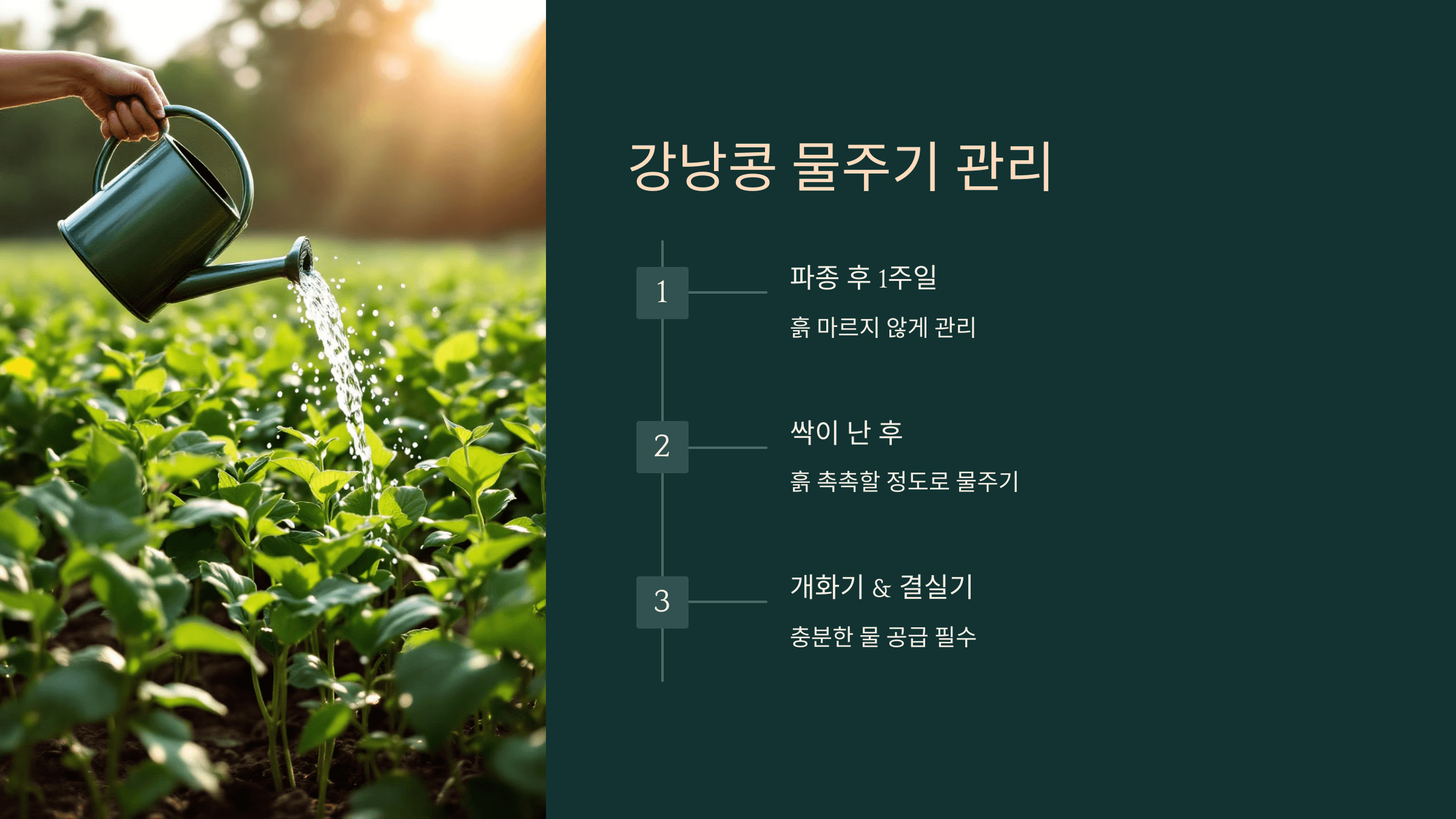 강낭콩 사진입니다.