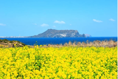 전국에서 알아주는 유채꽃길 걸으며 찍은 사진