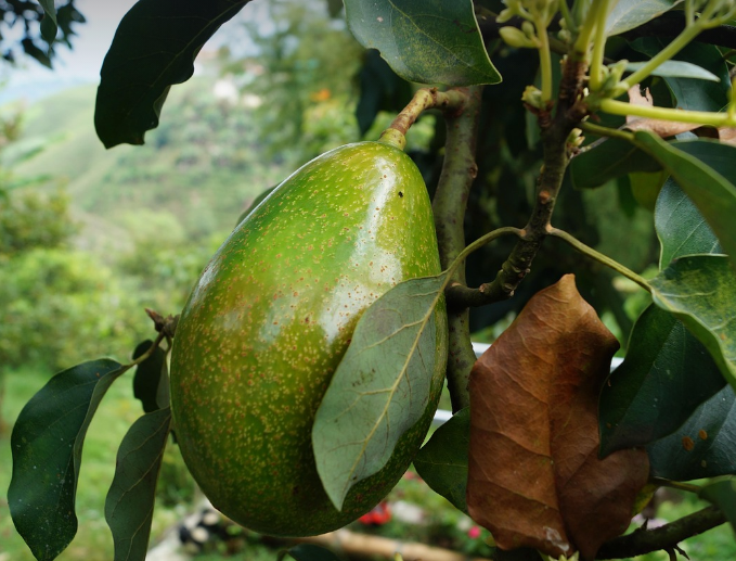 아보카도의 모습