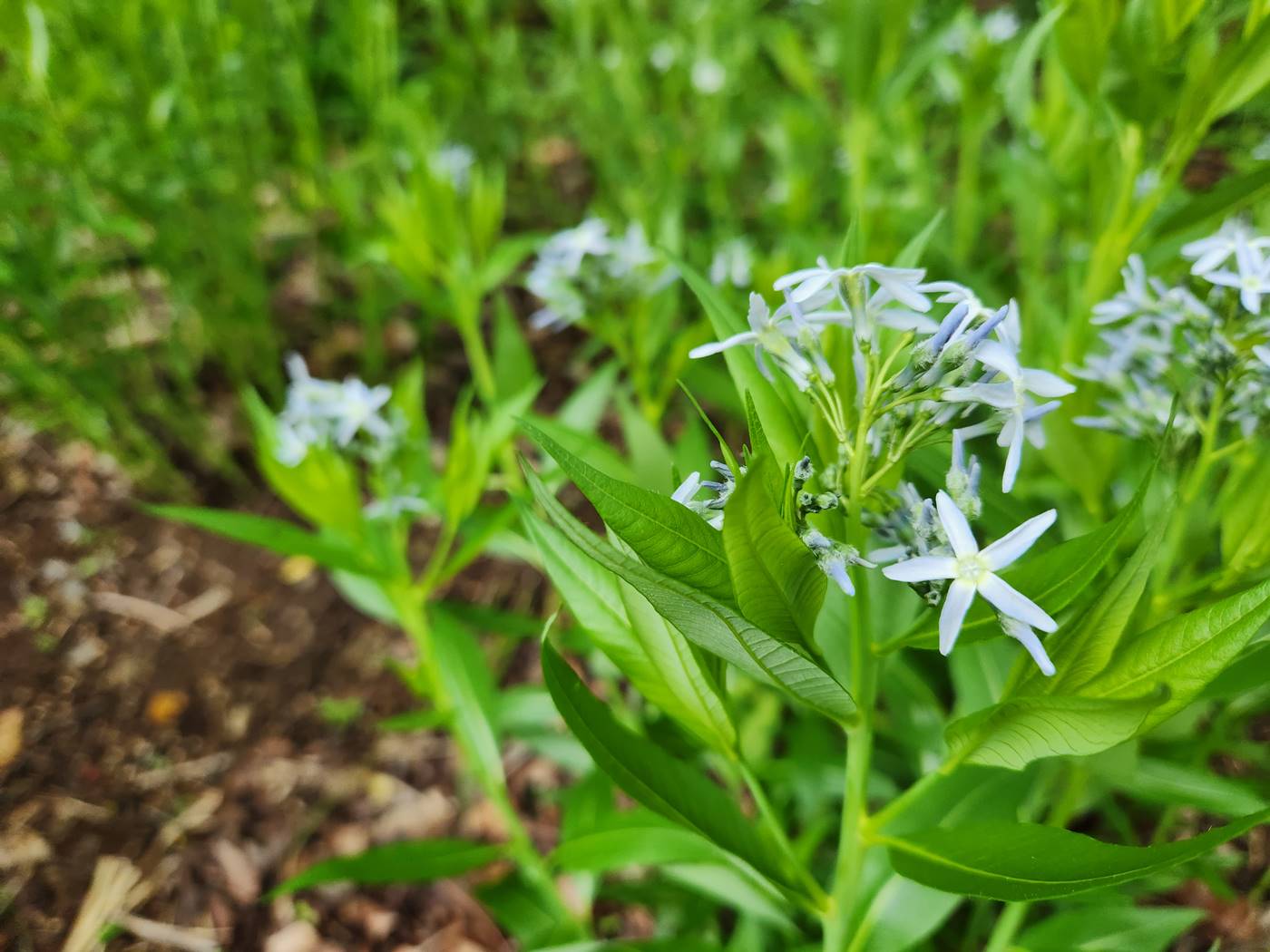 정향풀(정자초)