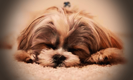 작은-강아지-자는-사진