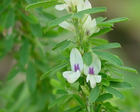 남성 건강의 비밀, 야관문 효능부터 부작용, 가격, 채취시기, 술 담그는법, 차 만드는법