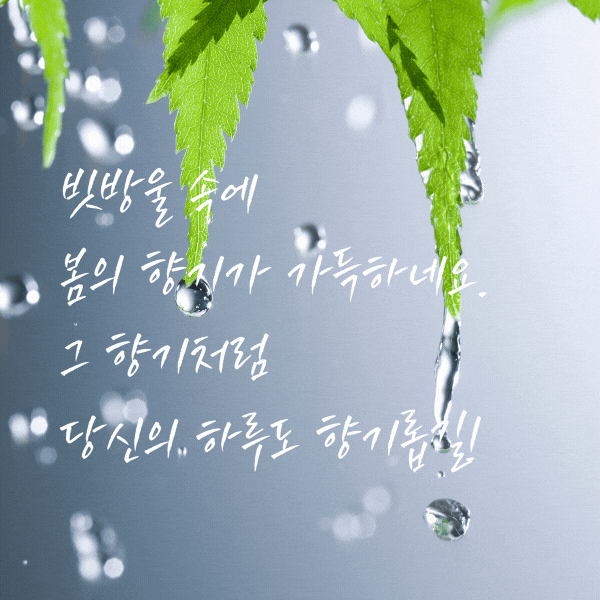 봄비 인사말 비오는 날 인사말 문구 이미지 모음