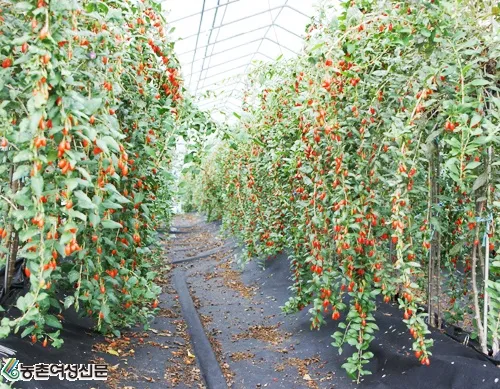 구기자 재배 삽목 번식 가지치기 건조 보관_4