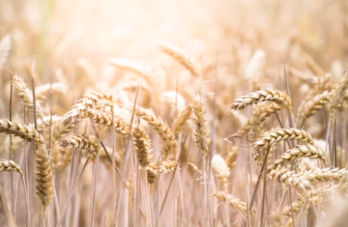 통곡물 공급원 뻥튀기