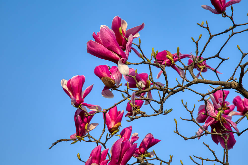 분당중앙공원 벚꽃 - 23