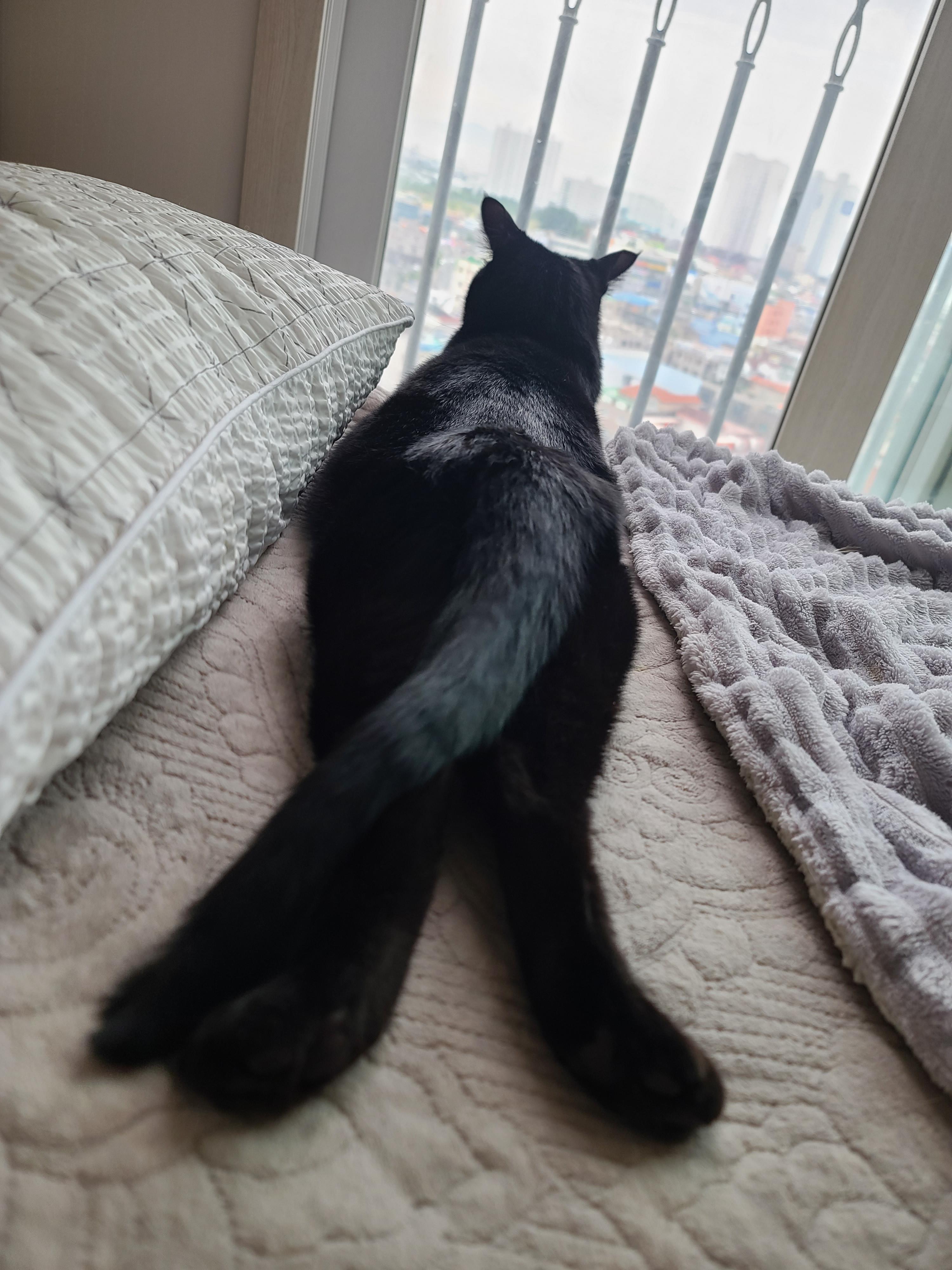 집사의 설레발..8년차 집사도 아직 잘 모르겠는 고양이.