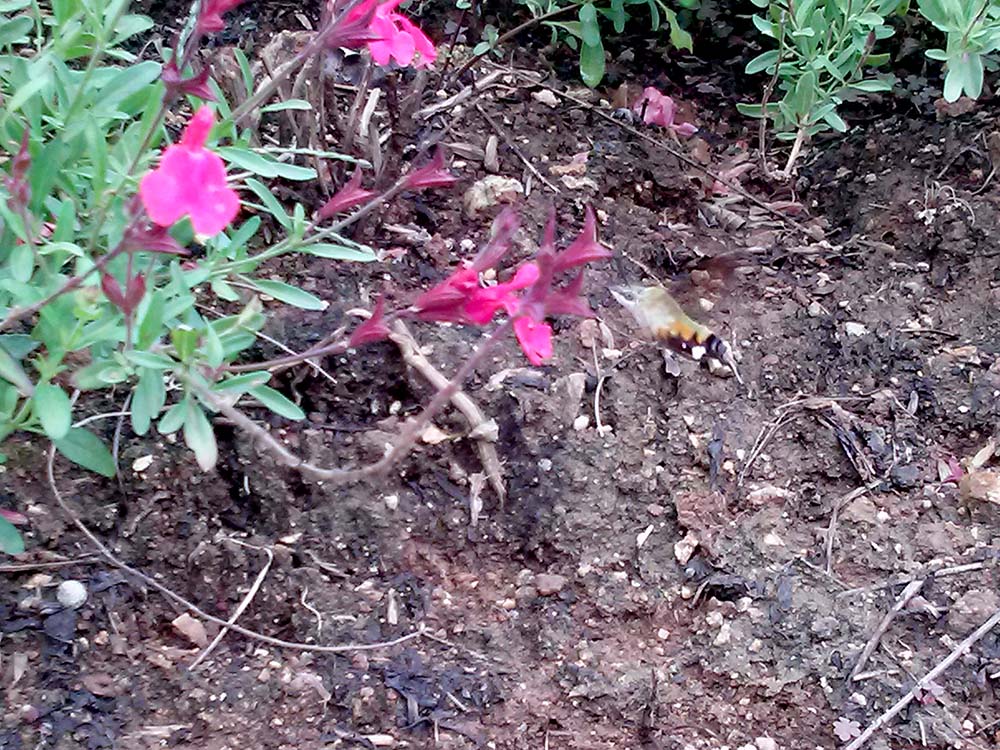 벌새(Hummingbird)? 아니 박각시나방(Hawkmoth)