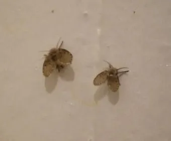 여름철 욕실 세균 곰팡이 청소 끝 관리법과 예방 팁 완벽 위생 가이드_6