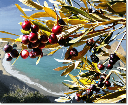 칼라마타올리브