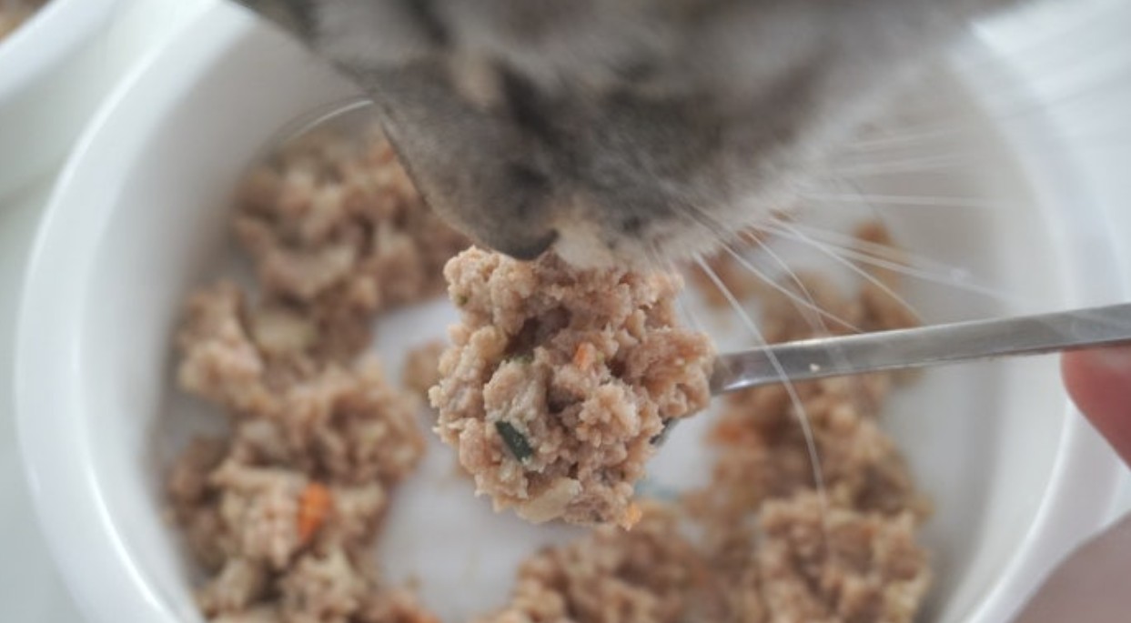 고양이 화식사료 장단점