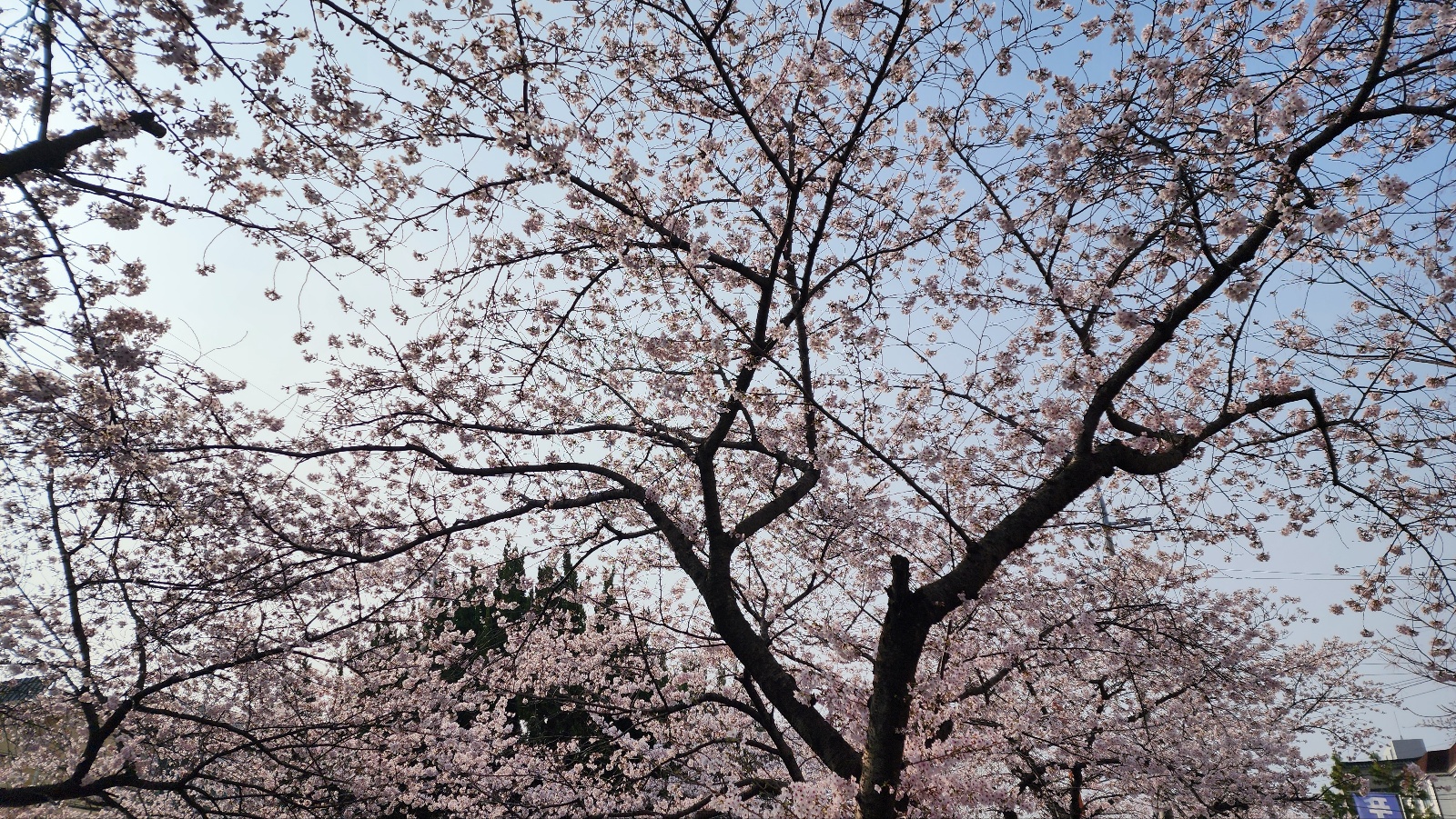 이미지-alt-태그-벚꽃