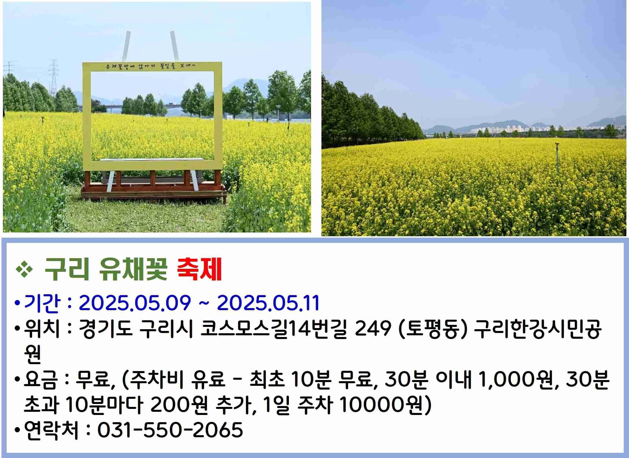 구리 유채꽃 축제