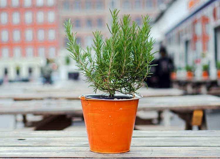 화분 속 로즈마리