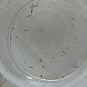 구피 키우기와 건강하게 번식시키는 팁_28