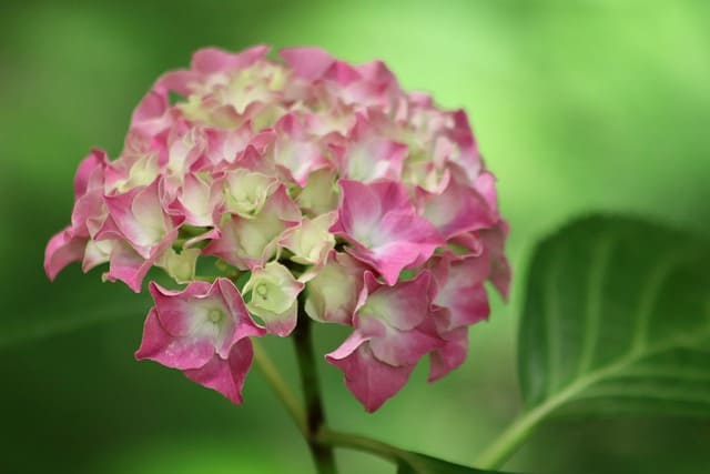 장생포 수국축제 관련 이미지