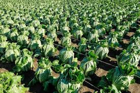 김장배추 모종 심는 시기