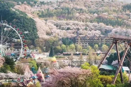 에버랜드 튤립축제모습사진
