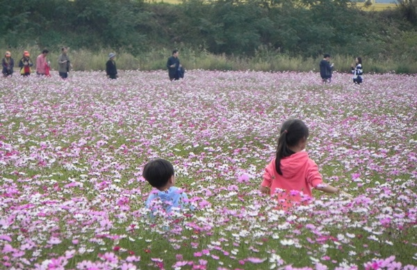 2024 강진만 춤추는 갈대축제