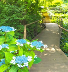 화담숲 예약: 한국의 고요한 수목원을 방문하는 방법, 입장료, 그리고 계절별 팁
