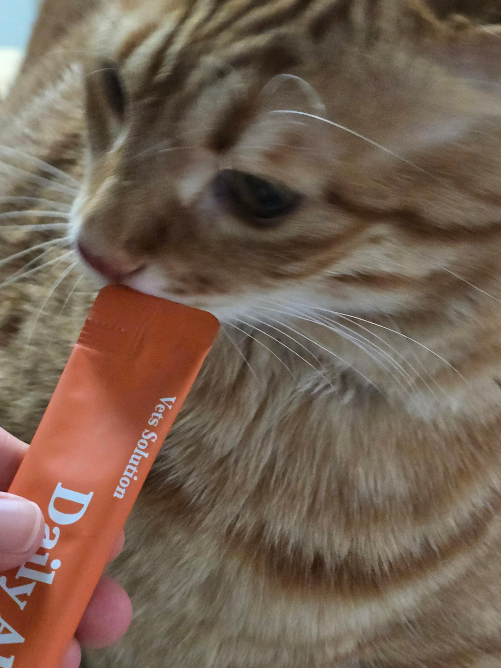 베츠솔루션 캣 데일리 올인원 영양 츄르4