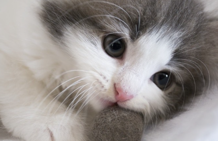 노르웨이인 새끼 고양이.