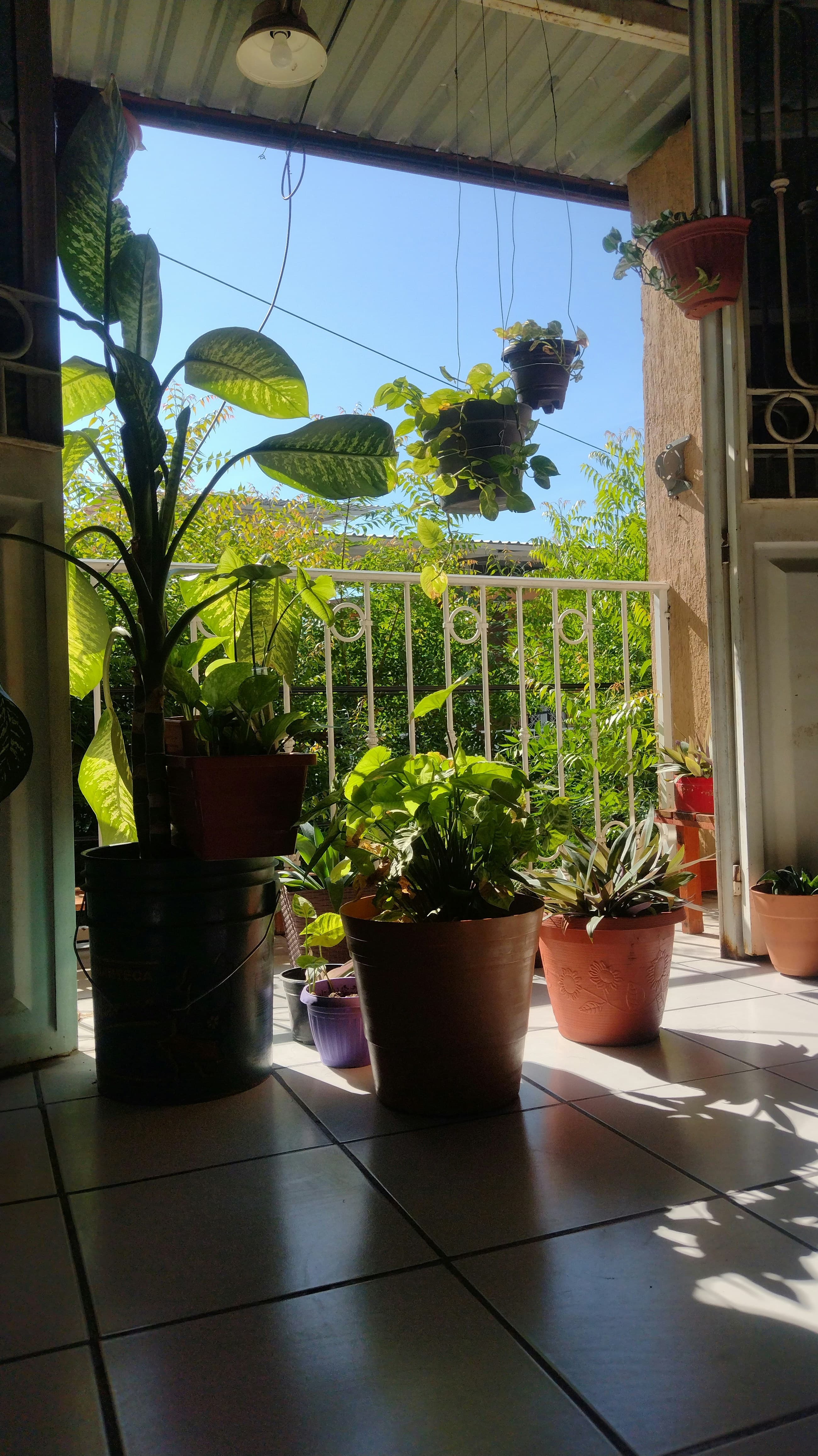 발코니 정원을 위한 테마별 디자인 아이디어: 트로피컬, 빈티지, 모던