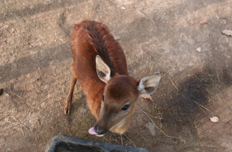 덕평 공룡수목원