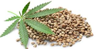 대마종자유 효능 10가지