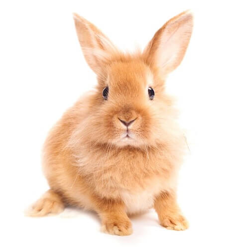 2024년 토끼띠 운세