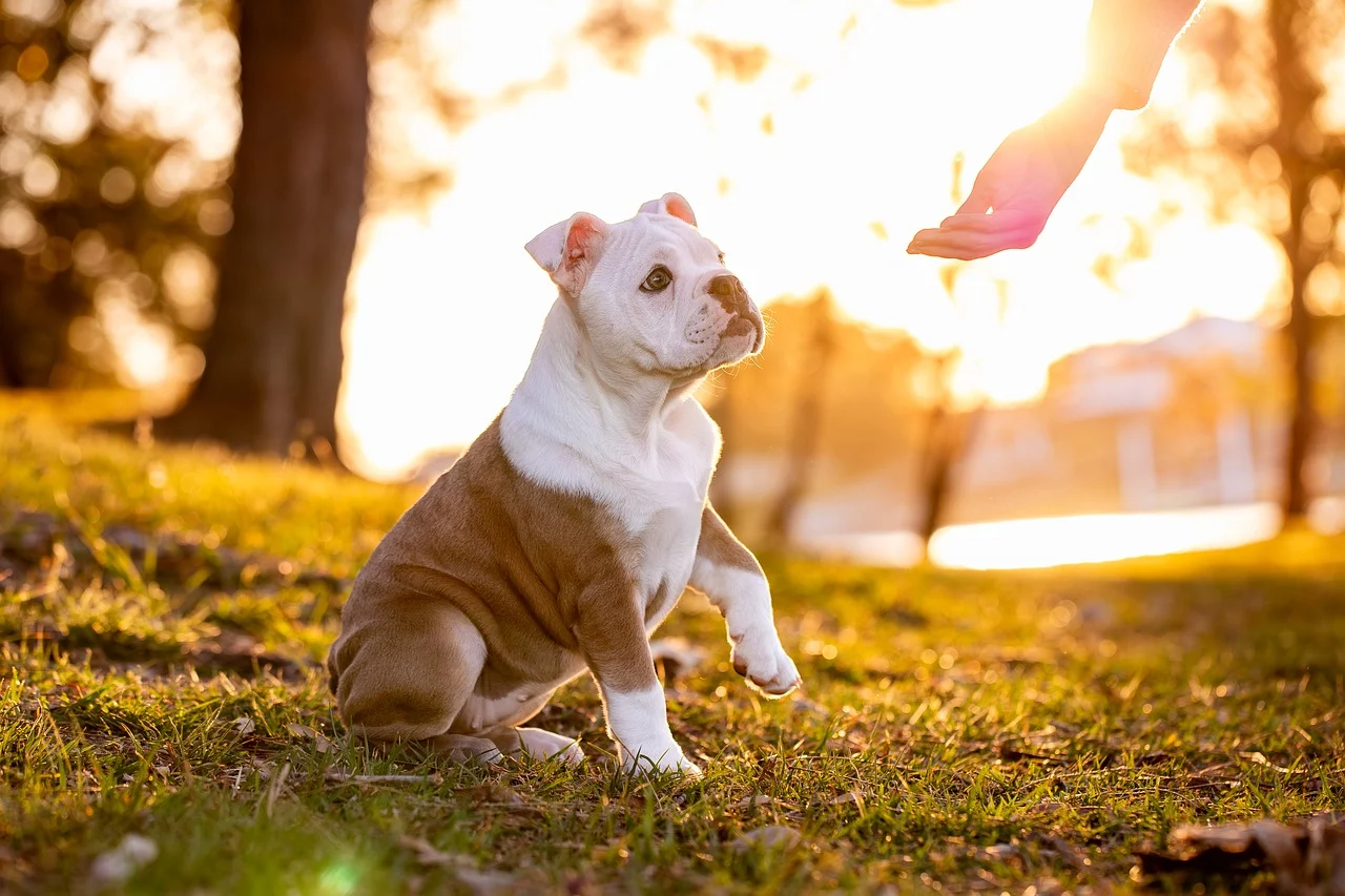 핸들러 자격증 취득 후기: 동물 훈련사 준비생의 현실 이야기