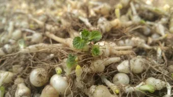 초석잠 재배 씨눈 맞추기 보온 피복 수확 정리_2