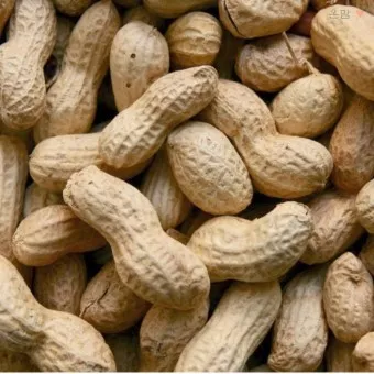 땅콩 효능 칼로리 권장섭취량_5