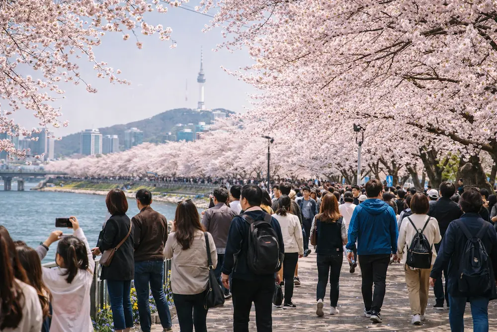 2026 서울 벚꽃 개화시기 예상과 서울 벚꽃 명소
