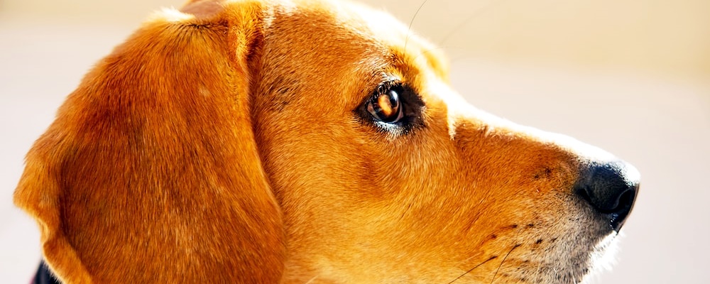 강아지 앉아 훈련 1