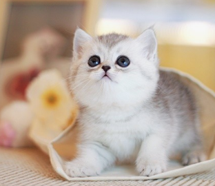 고양이 꿈해몽