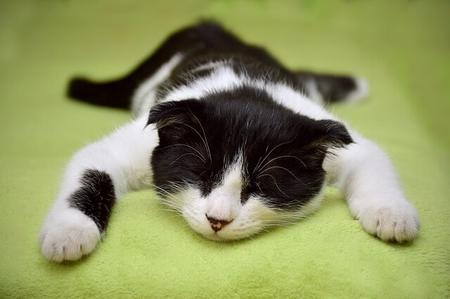 고양이 혈뇨 원인&amp;#44; 증상&amp;#44; 그리고 대처 방법