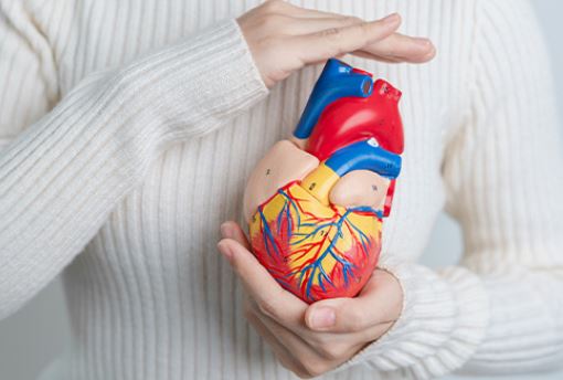 코엔자임-큐텐의-효능