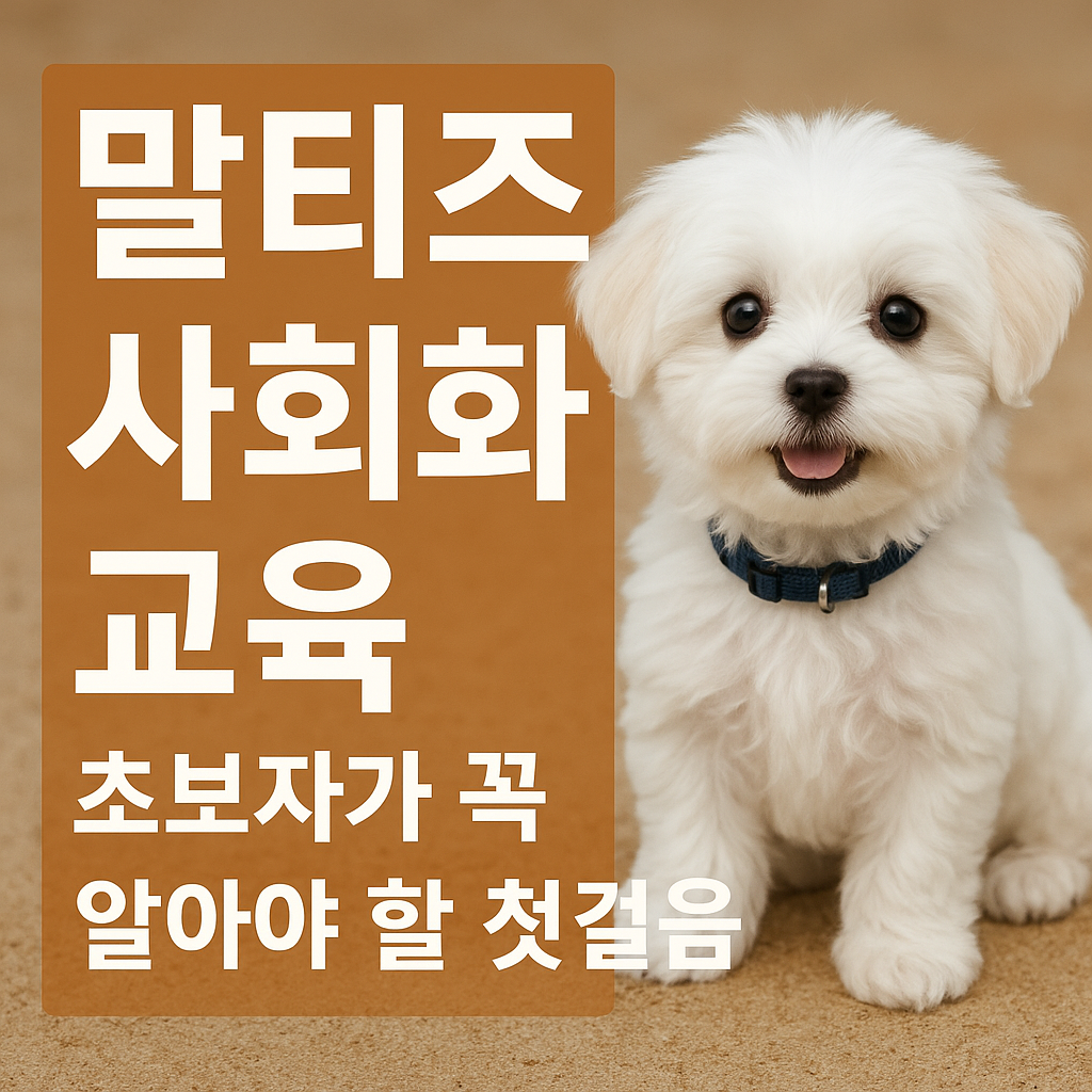 말티즈 사회화 교육