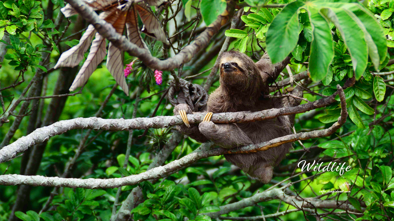 14 세발가락 나무늘보 C - Wildlife 코스타리카배경화면