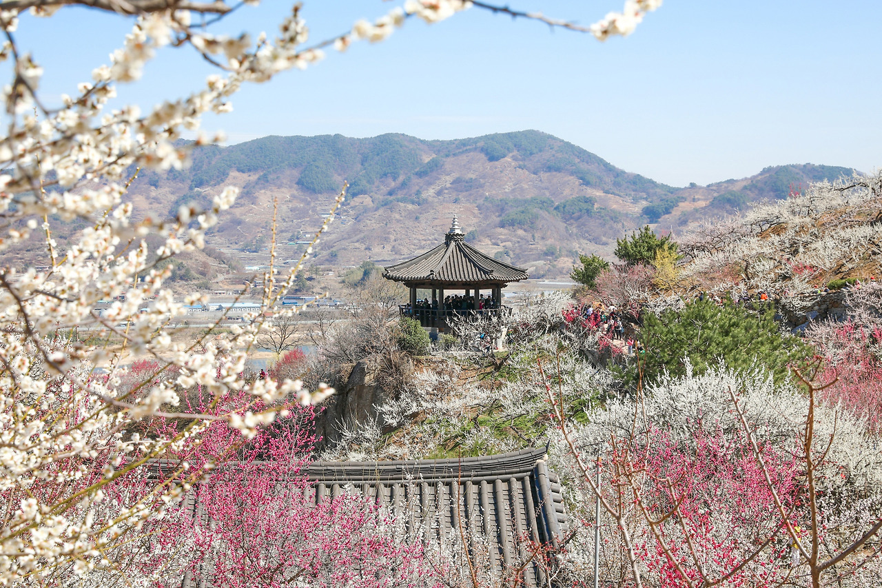 광양 매화축제 실시간 개화 상황