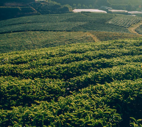 피부건선에 좋은 음식 10가지