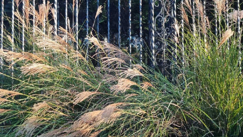 억새-특징