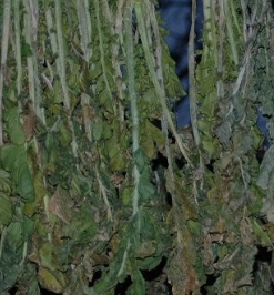 시래기 효능 무청 부작용 고르는법