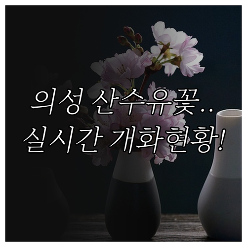 의성 산수유꽃 개화 현황 및 3월 여..