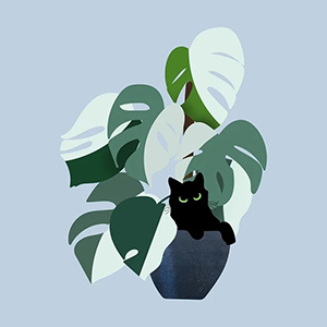 몬스테라 알보 바리에가타