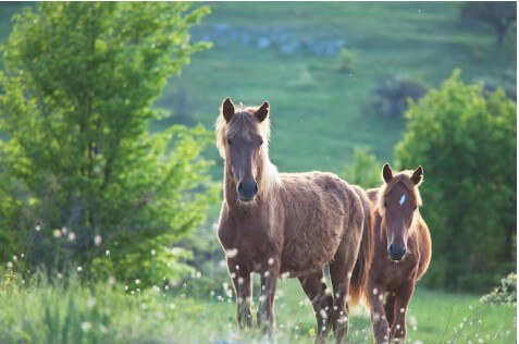 풀 숲에 있는 어미 말과 새끼 말