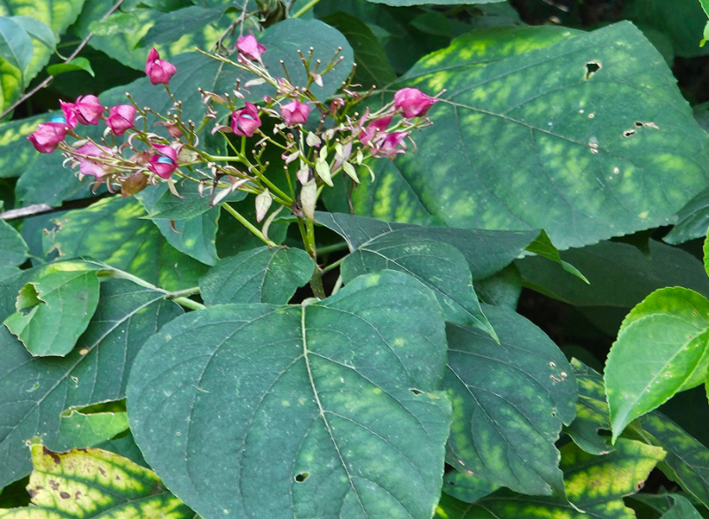 누리장나무 잎 2