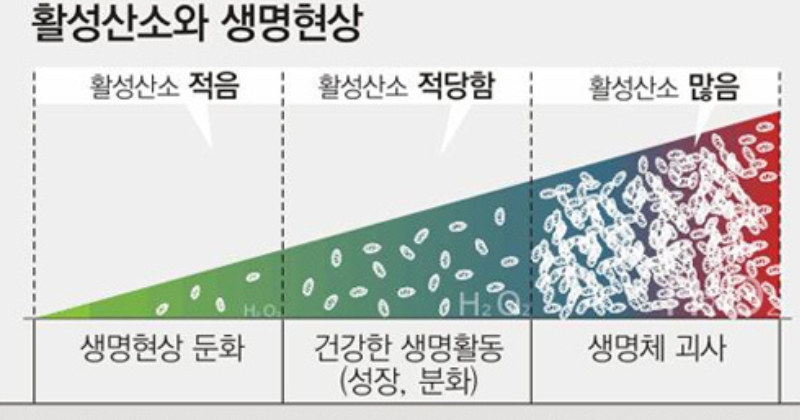활성 산소와 생명 현상